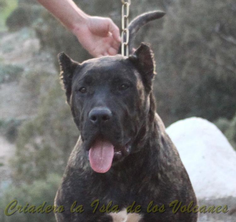 Dogo Canario. FANNY DE LA ISLA DE LOS VOLCANES.