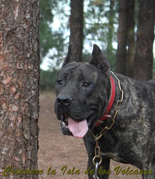 Dogo Canario. Caren De La Isla De Los Volcanes.