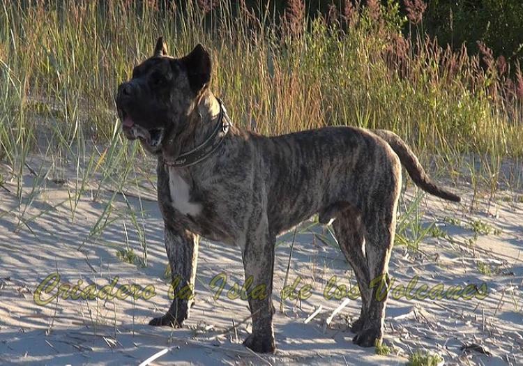 Dogo Canario. Hurcan De La Isla De Los Volcanes.