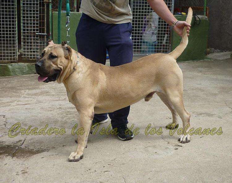Dogo Canario. Lolo De La Isla De Los Volcanes.