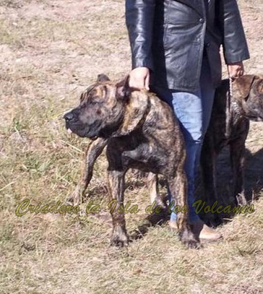 Dogo Canario. Narco De La Isla De Los Volcanes.