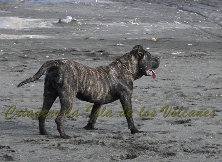 Dogo Canario. FANNY DE LA ISLA DE LOS VOLCANES con 8 meses.