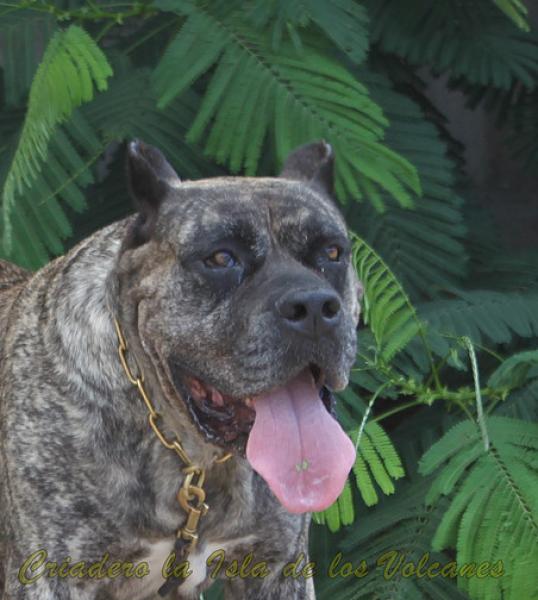 Dogo Canario. Faina De La Isla De Los Volcanes en 2015.