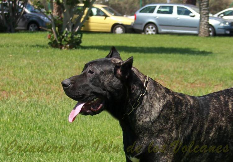 Dogo Canario. Yuma De La Isla De Los Volcanes con 12 meses.