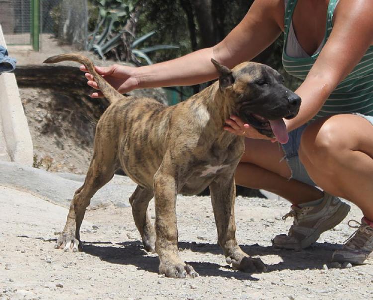 Dogo Canario. Saimon De La Isla De Los Volcanes.