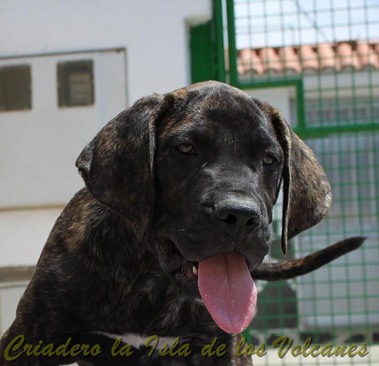 Dogo Canario. FRANCO DE LA ISLA DE LOS VOLCANES de cachorro.