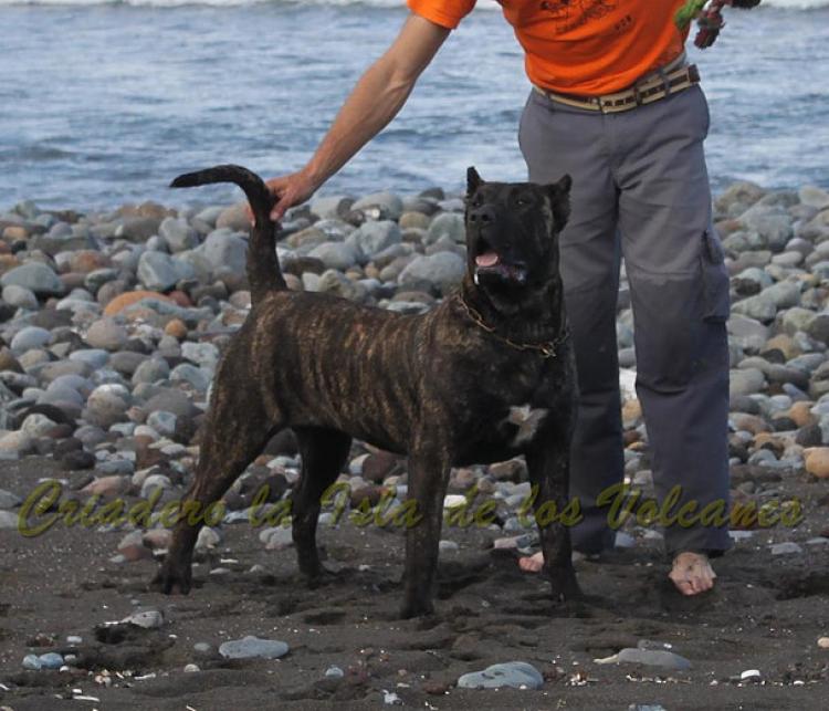 Dogo Canario. FANNY DE LA ISLA DE LOS VOLCANES con 8 meses.