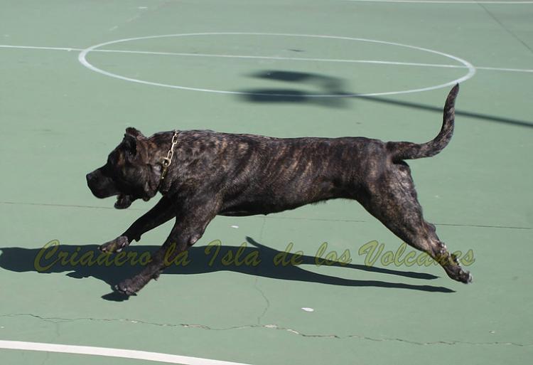Dogo Canario. FANNY DE LA ISLA DE LOS VOLCANES en 2016.