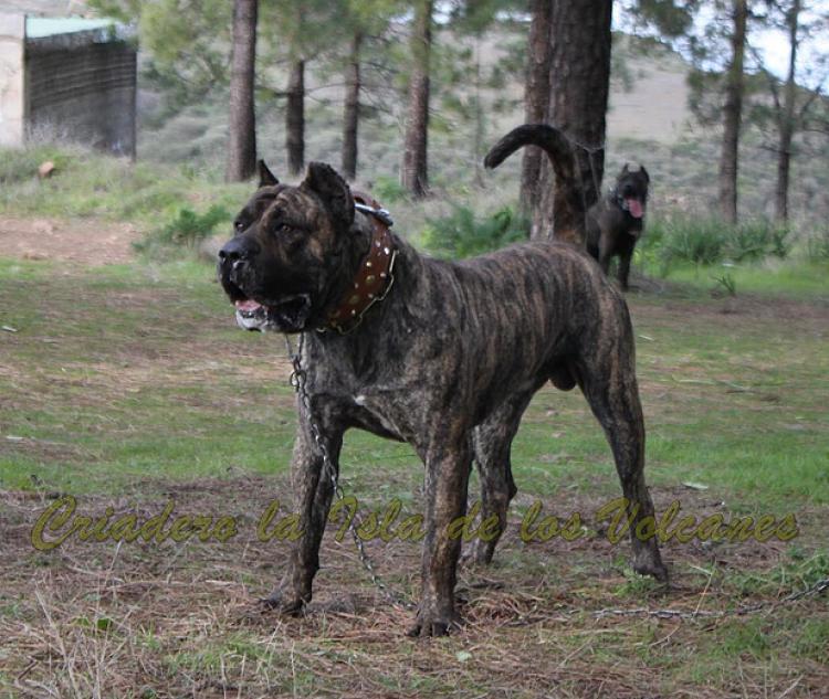 Dogo Canario. Faraon De La Isla De Los Volcanes con 20 meses.