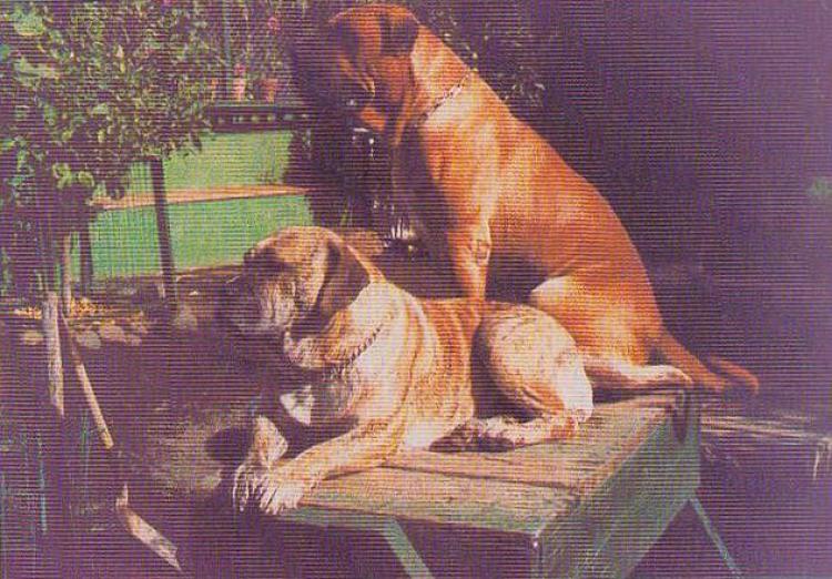 Dogo Canario. Fotos Historicas. Patagón y Nuba. Dogo Canario. Fotos Historicas. Patagón y Nuba.