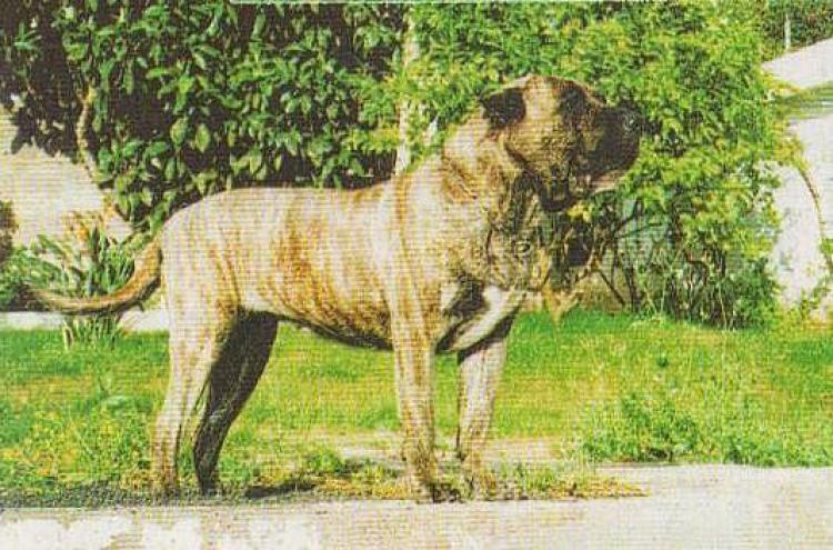 Dogo Canario. Uga.