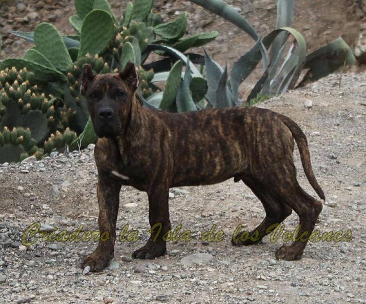 Dogo Canario. Rambo De La Isla De Los Volcanes.