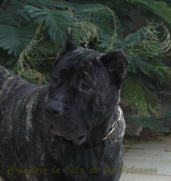 Dogo Canario. Yuma De La Isla De Los Volcanes en 2016.