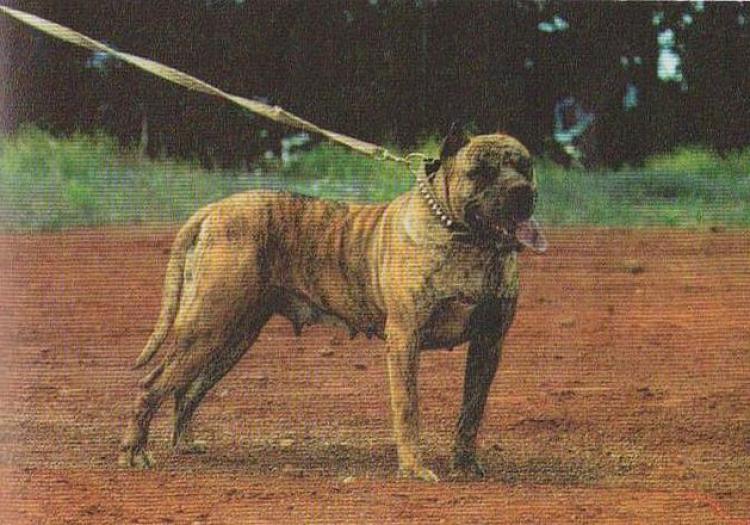 Dogo Canario. Checa.