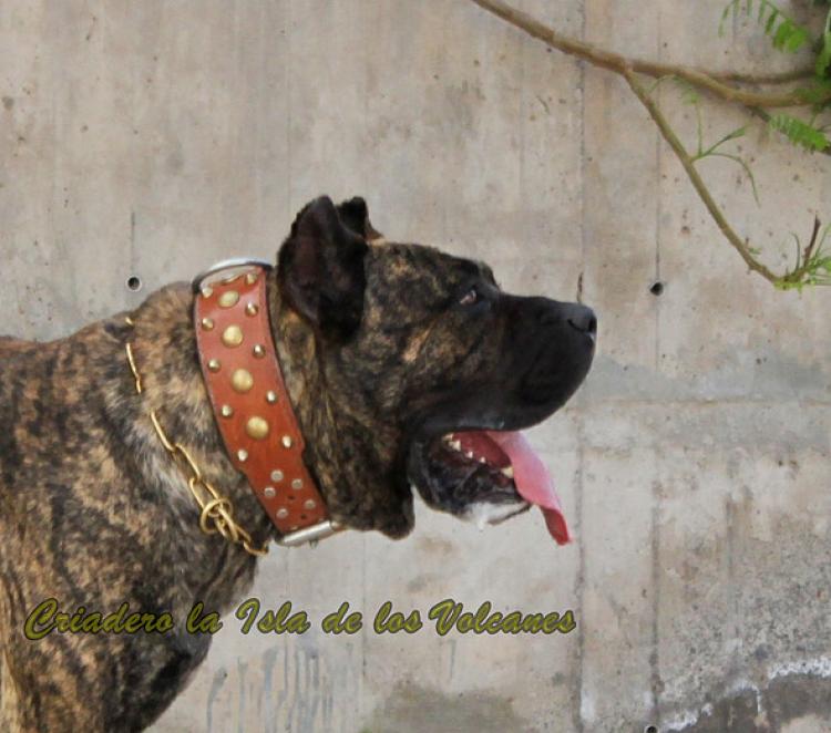 Dogo Canario. Faraon De La Isla De Los Volcanes con 20 meses.