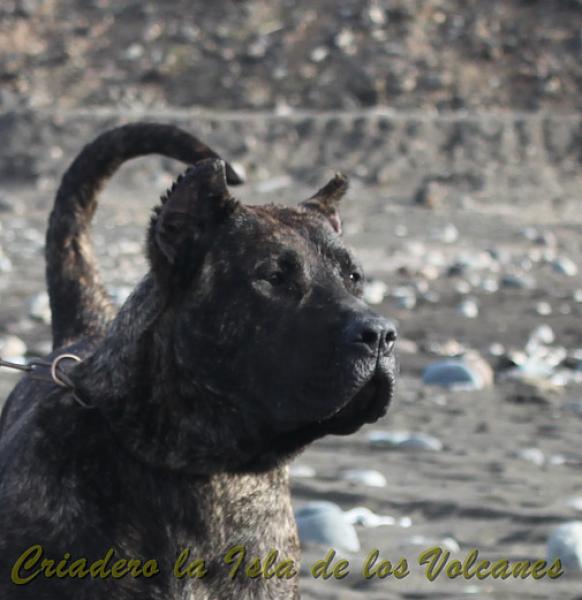 Dogo Canario. FANNY DE LA ISLA DE LOS VOLCANES con 8 meses.