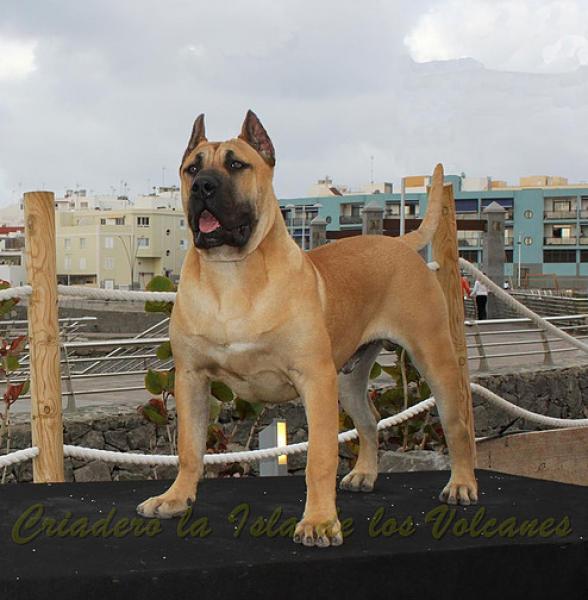 Dogo Canario. Turco De La Isla De Los Volcanes.