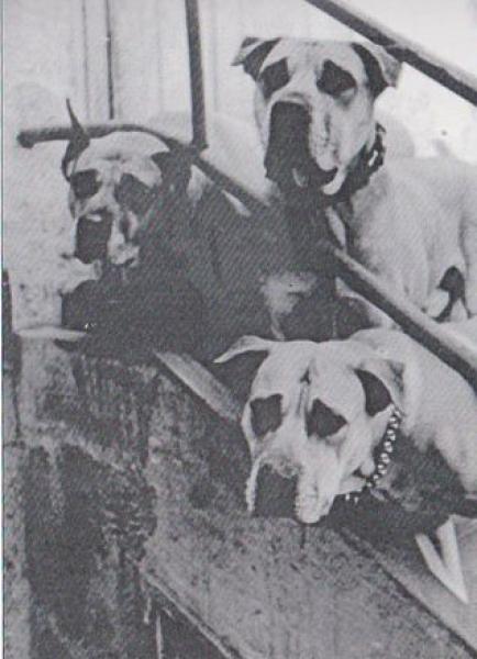 Dogo Canario. Fotos Historicas. Laika  Manolo y Toica.