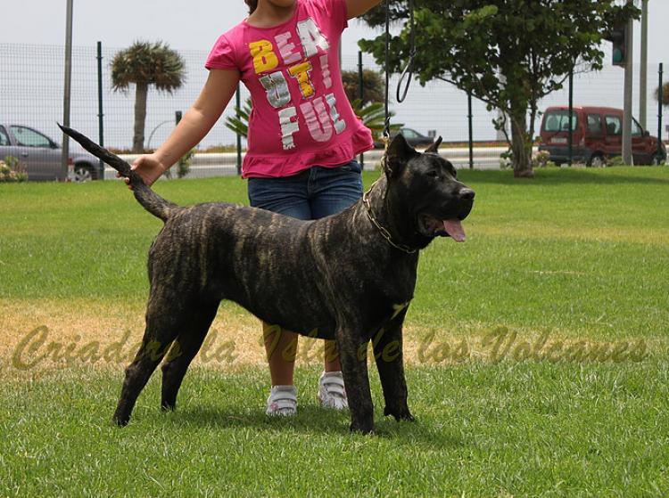 Dogo Canario. Yuma De La Isla De Los Volcanes con 12 meses.
