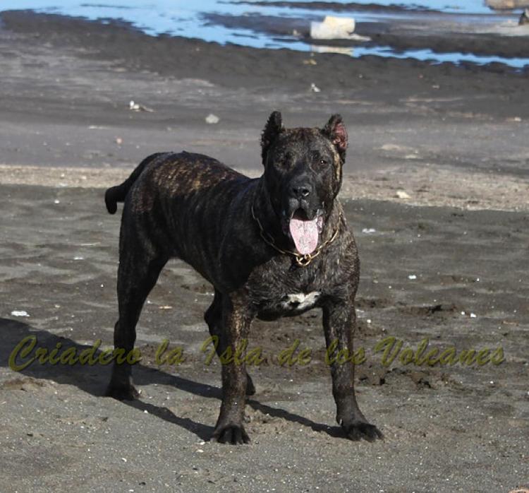 Dogo Canario. FANNY DE LA ISLA DE LOS VOLCANES con 8 meses.