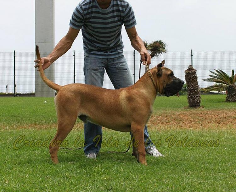 Dogo Canario. Zarco De La Isla De Los Volcanes.