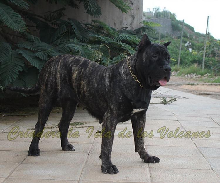 Dogo Canario. Yuma De La Isla De Los Volcanes en 2016.