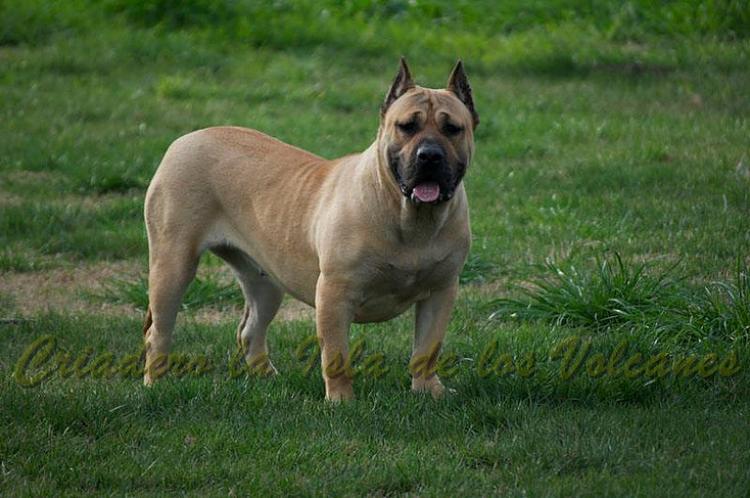 Dogo Canario. Duna I De La Isla De Los Volcanes.