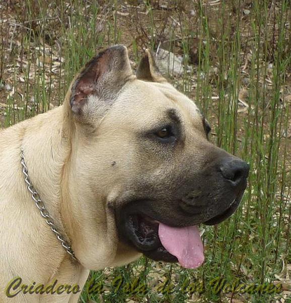 Dogo Canario. Khiara De La Isla De Los Volcanes.