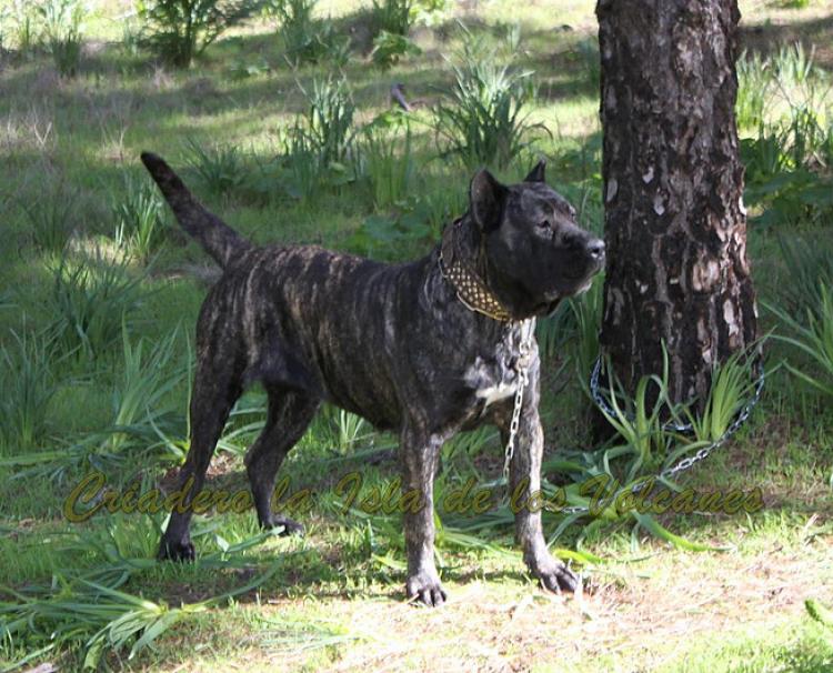 Dogo Canario. Yuma De La Isla De Los Volcanes.