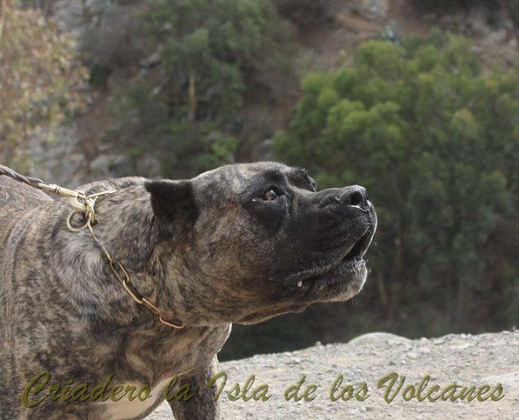 Dogo Canario. Cora De La Isla De Los Volcanes.