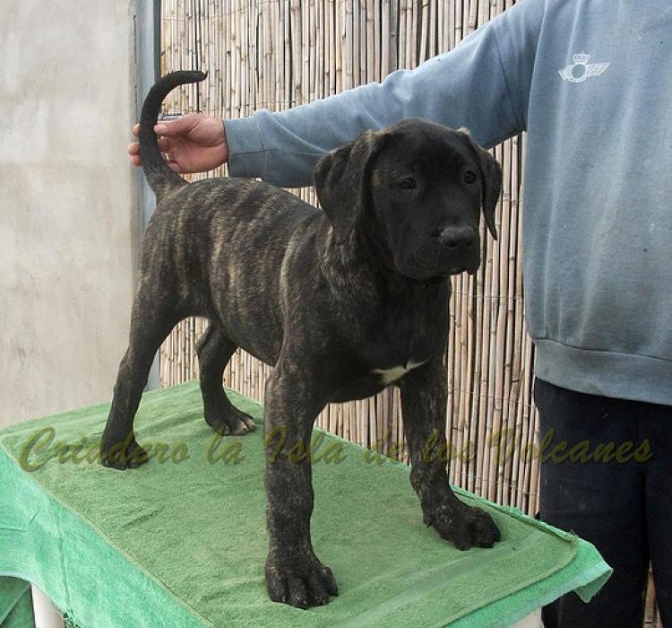Dogo Canario. Yuma De La Isla De Los Volcanes con 3 5 meses.