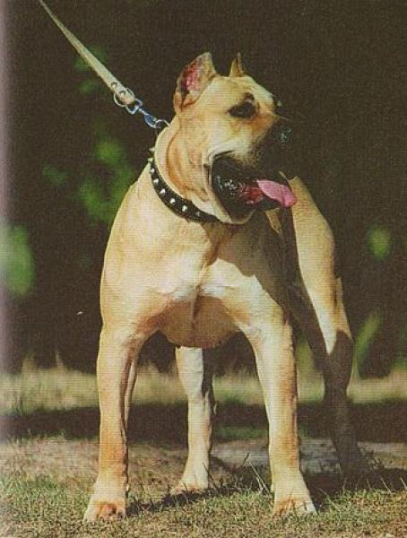 Dogo Canario. Bella.