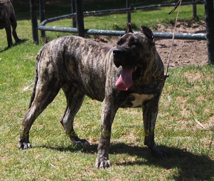 Dogo Canario. LLAIMA DE LA ISLA DE LOS VOLCANES.