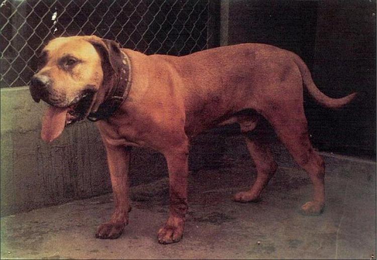 Dogo Canario. Fotos Historicas. Sultán.