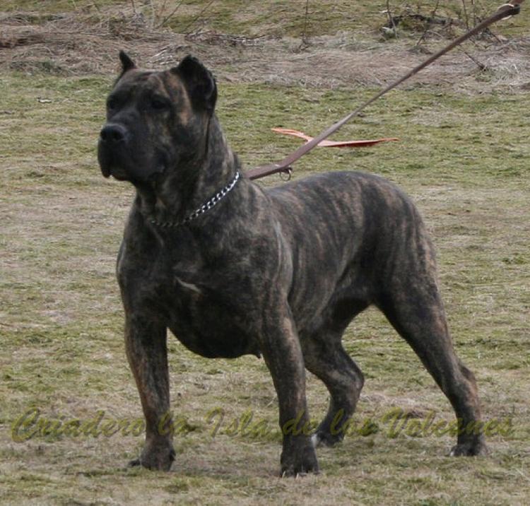 Dogo Canario. Yanela De La Isla De Los Volcanes.