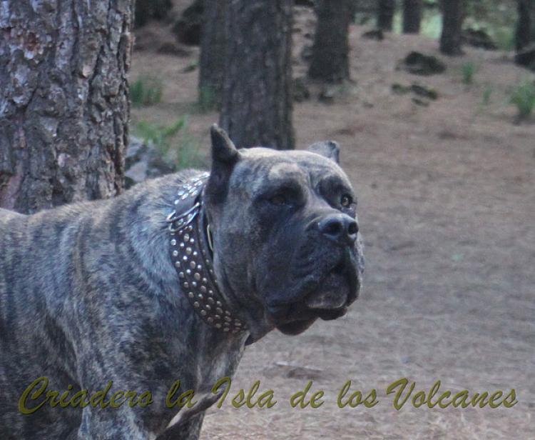 Dogo Canario. Faina De La Isla De Los Volcanes en 2012.