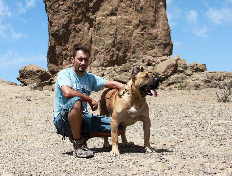 Dogo Canario. Felix Manuel Betancort.