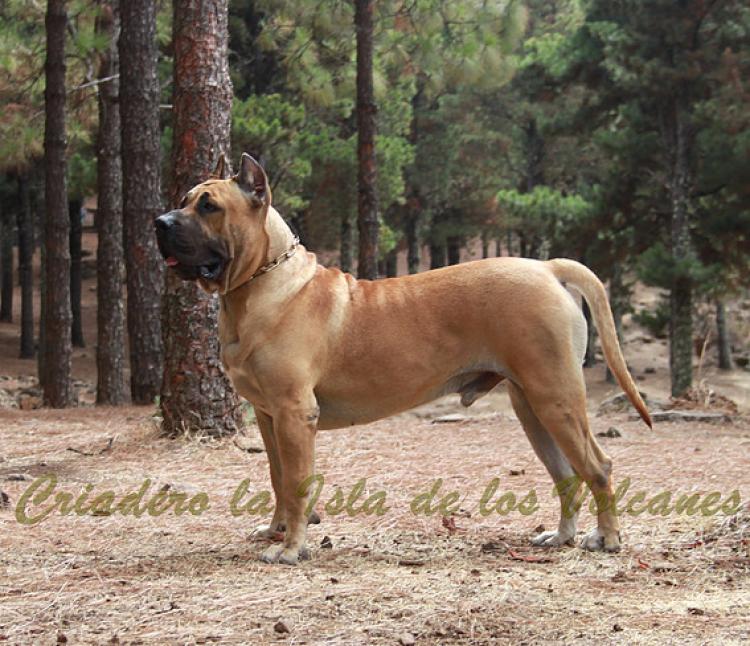 Dogo Canario. Turco De La Isla De Los Volcanes.