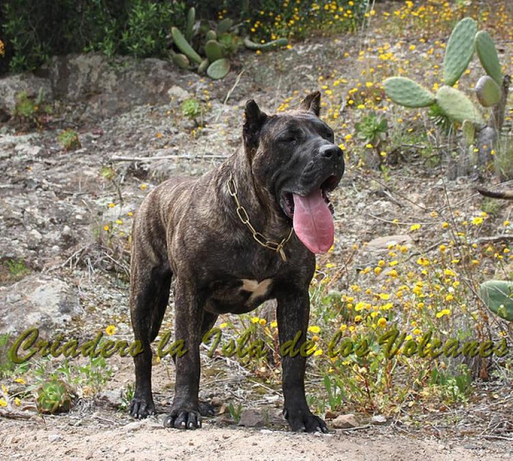 Dogo Canario. FANNY DE LA ISLA DE LOS VOLCANES de joven.