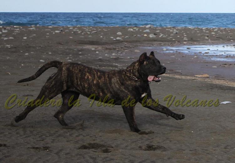 Dogo Canario. FANNY DE LA ISLA DE LOS VOLCANES de cachorra.