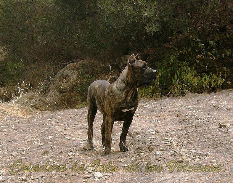 Dogo Canario. Gaucho De La Isla De Los Volcanes.