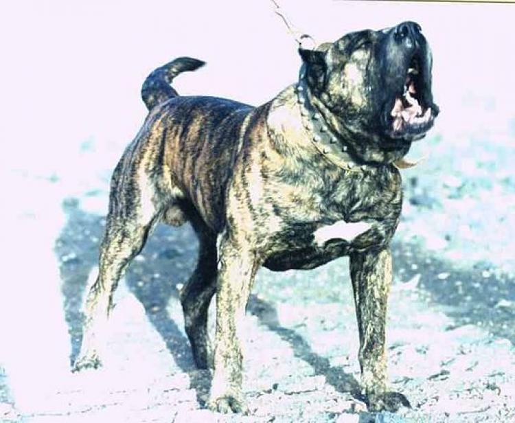 Dogo Canario. Capitan.