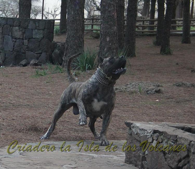 Dogo Canario. Faina De La Isla De Los Volcanes en 2012.