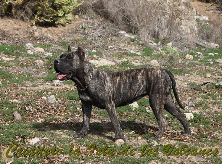 Dogo Canario. Cora De La Isla De Los Volcanes con 15 meses.