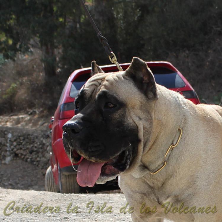 Dogo Canario. Junko De La Isla De Los Volcanes. Dogo Canario. Junko De La Isla De Los Volcanes.