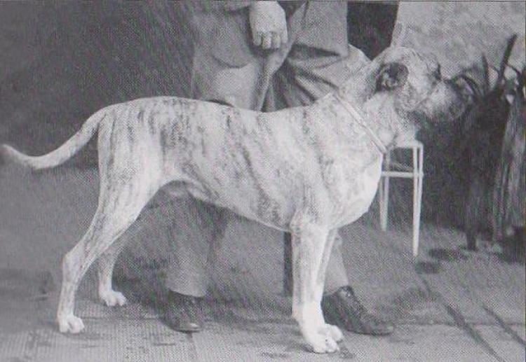 Dogo Canario. Fotos Historicas. Gey.