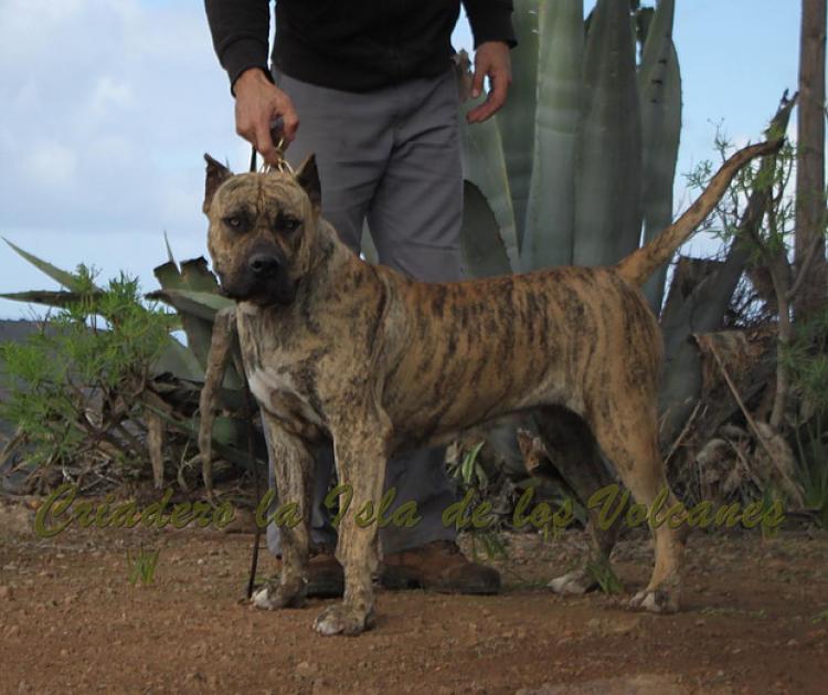Dogo Canario. Estela De La Isla De Los Volcanes con 16 meses.