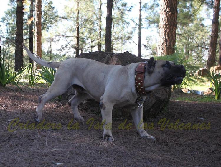 Dogo Canario. Vicky De La Isla De Los Volcanes.