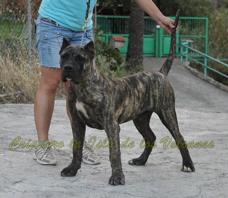 Dogo Canario. Nerón De La Isla De Los Volcanes.