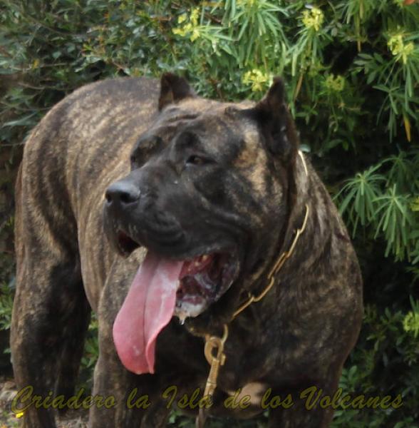 Dogo Canario. FANNY DE LA ISLA DE LOS VOLCANES en 2016.